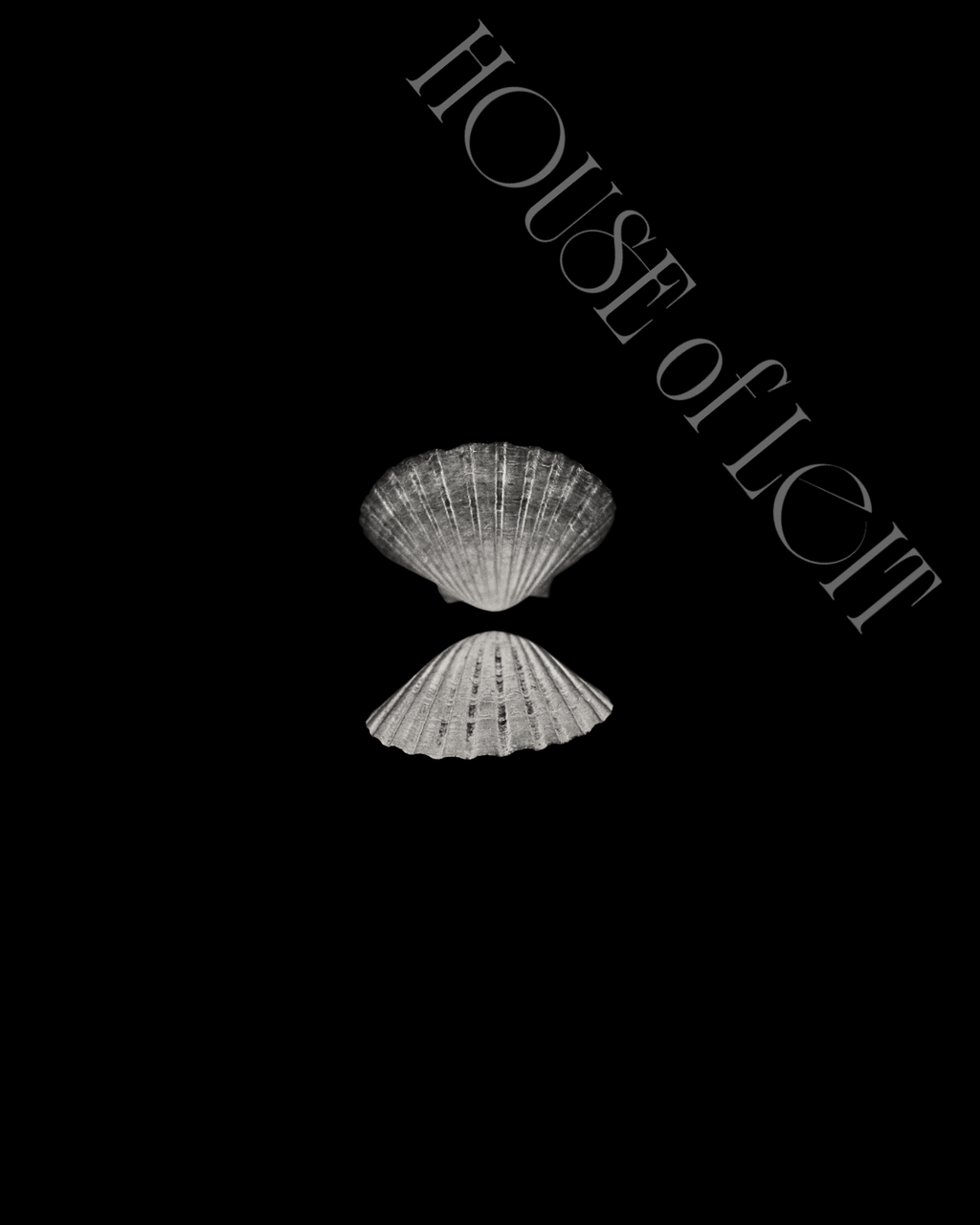 Two Small Pecten novaezelandiae by Claudia Leitgeb