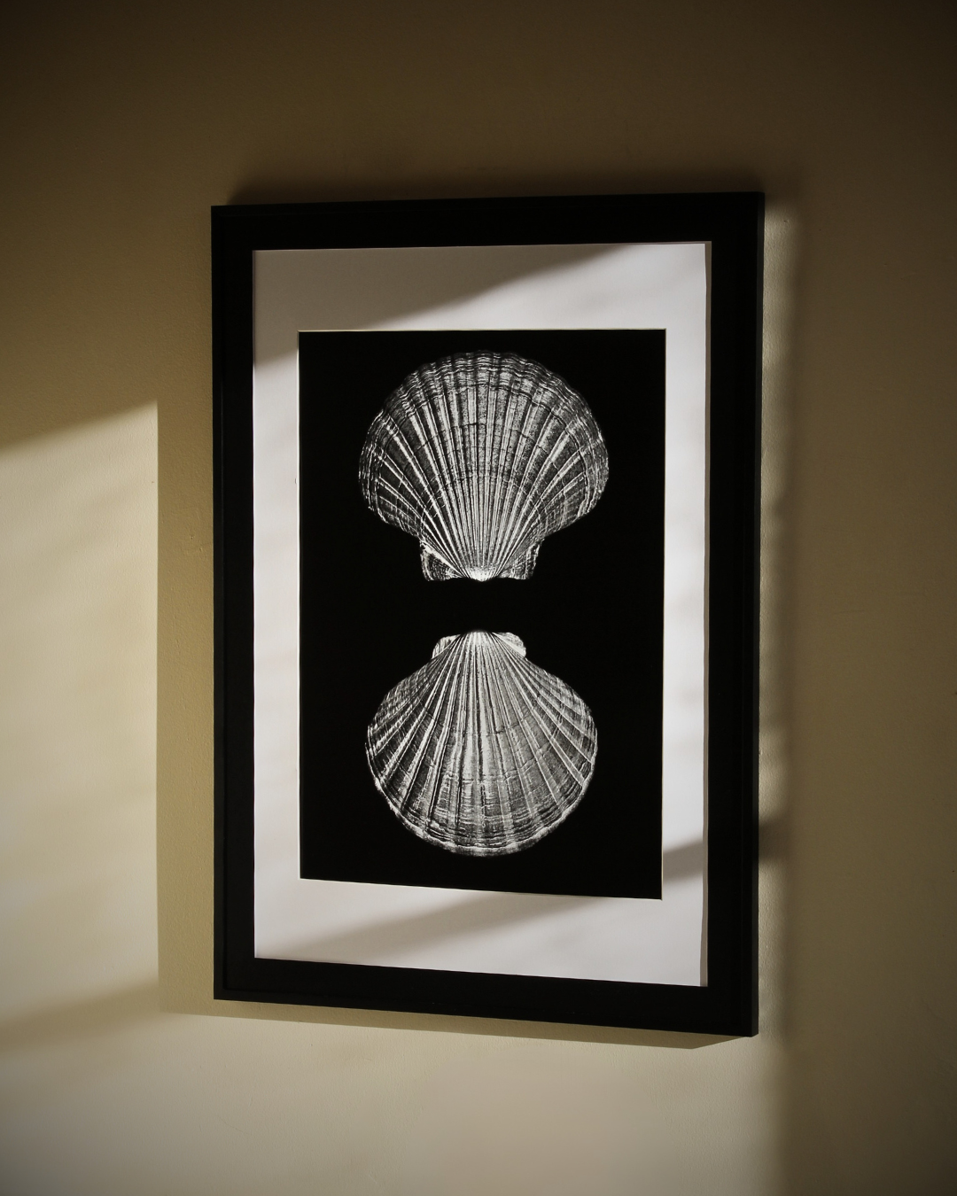 A pair of Pecten novaezelandiae by Claudia Leitgeb